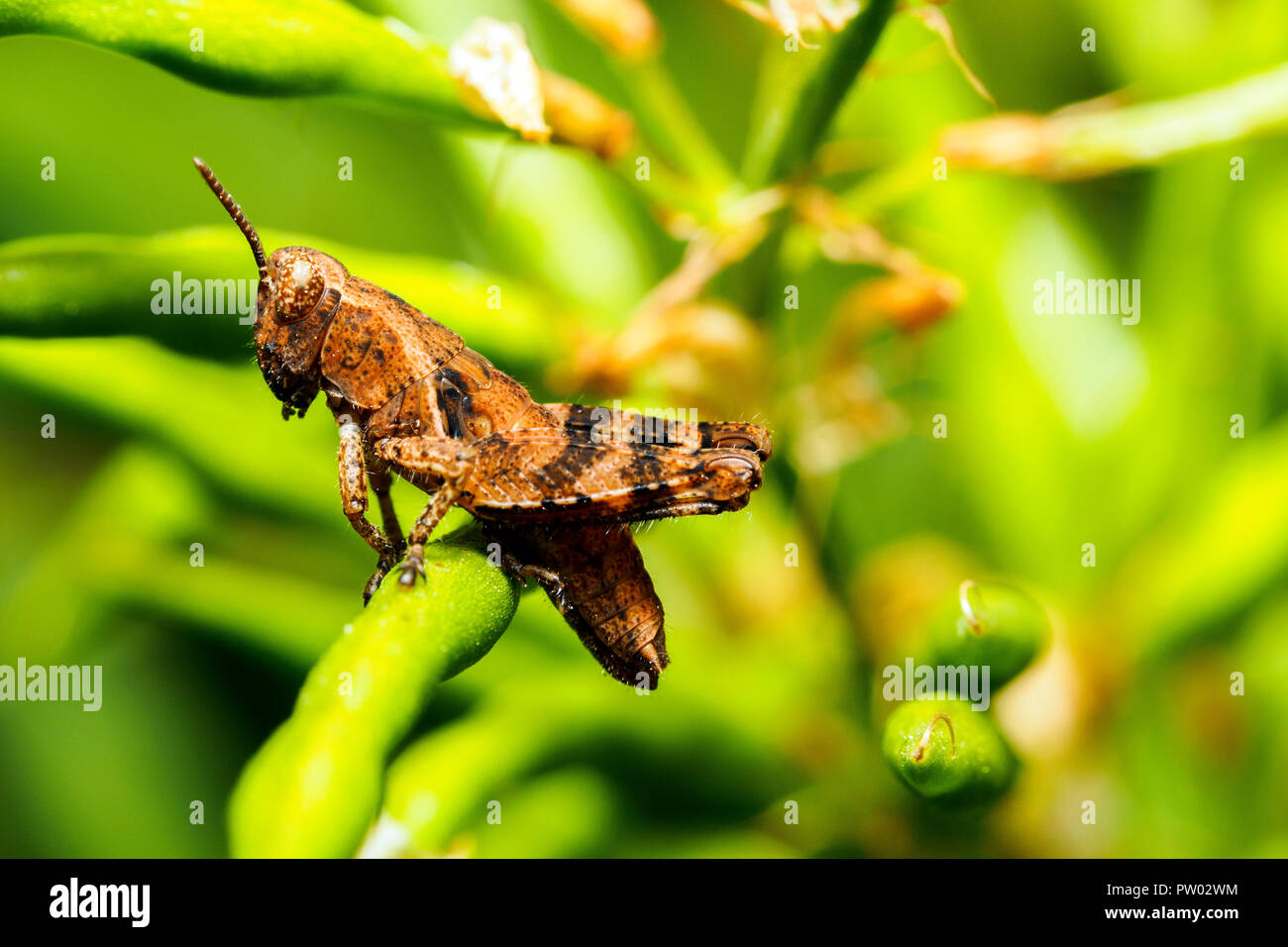 Sauterelle - Criquet italien italien (Calliptamus italicus) - Ombrie, Italie Banque D'Images