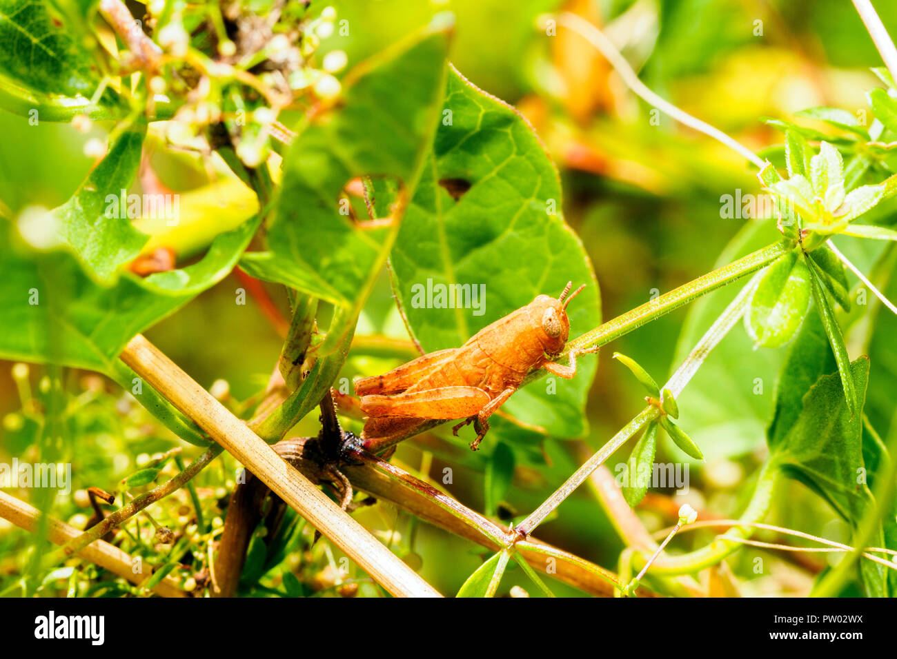 Sauterelle - Criquet italien italien (Calliptamus italicus) - Ombrie, Italie Banque D'Images