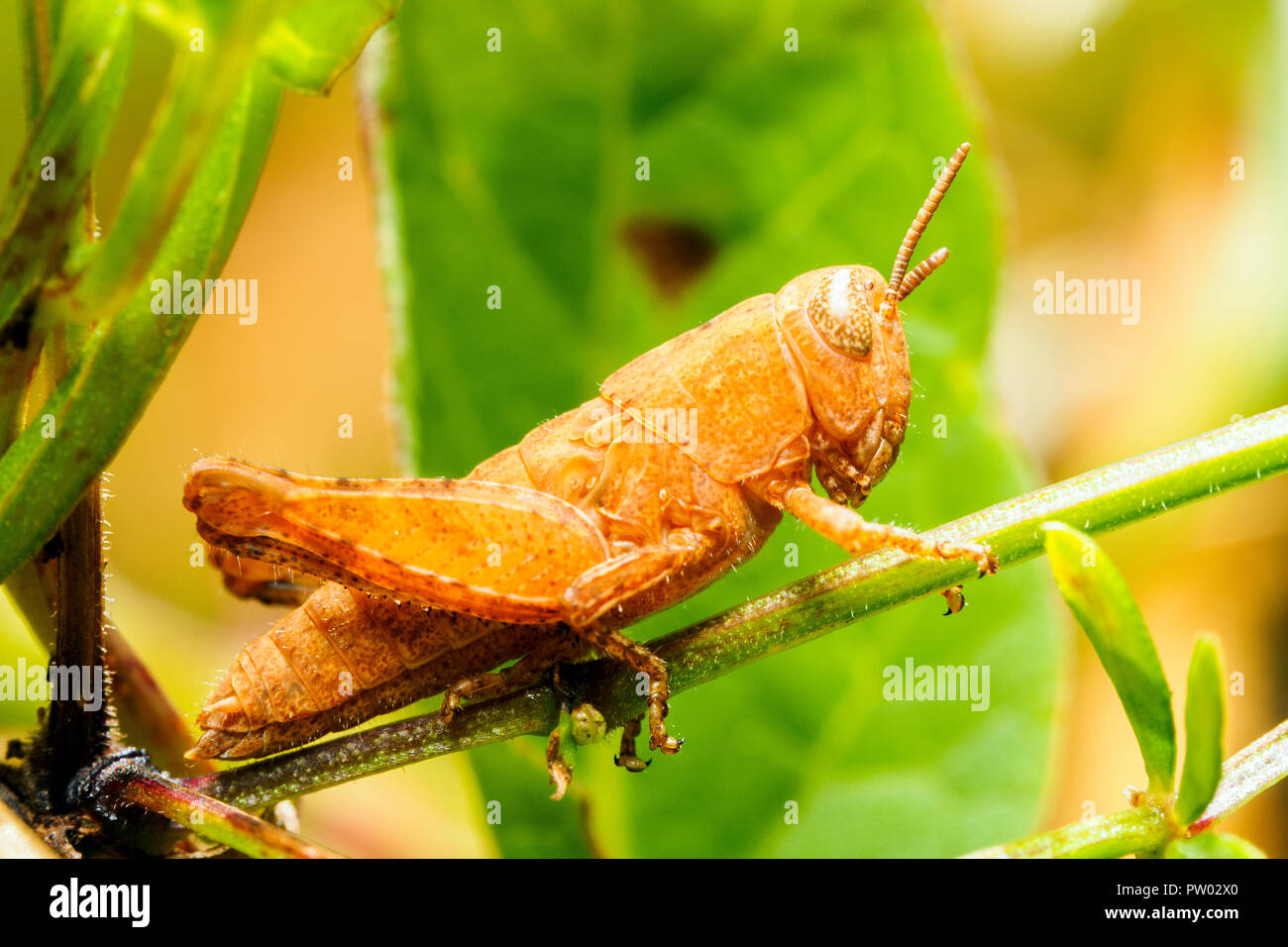 Sauterelle - Criquet italien italien (Calliptamus italicus) - Ombrie, Italie Banque D'Images