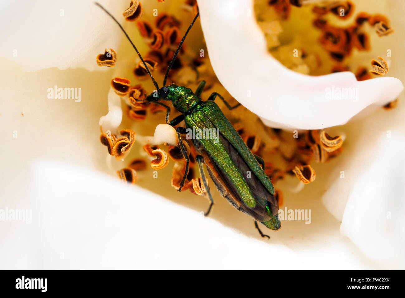 Oedemera nobilis (false oil beetle, gonflé thighed beetle, pattes épaisses beetle fleur) - Ombrie, Italie Banque D'Images