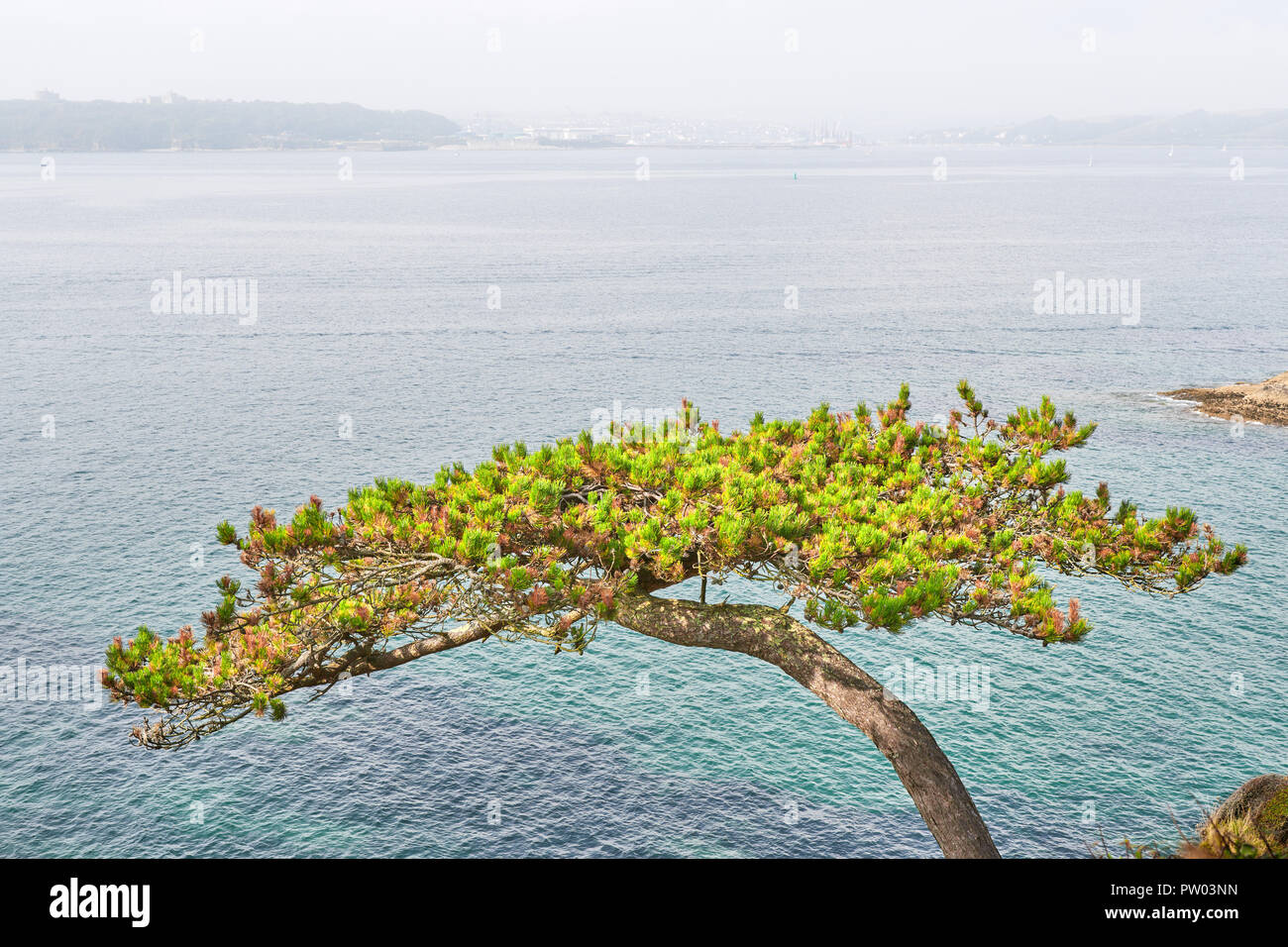 Un arbre surplombant la Manche, au large de la pointe de St Anthony's Head sur le Roseland, Cornwall, Angleterre, le brouillard, un jour brumeux. Banque D'Images