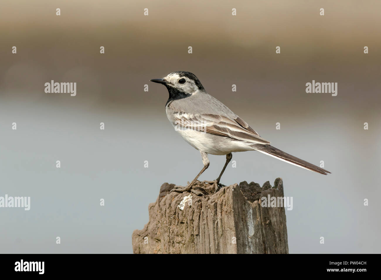 Closeup Portrait Dune Bergeronnette Grise Motacilla Alba