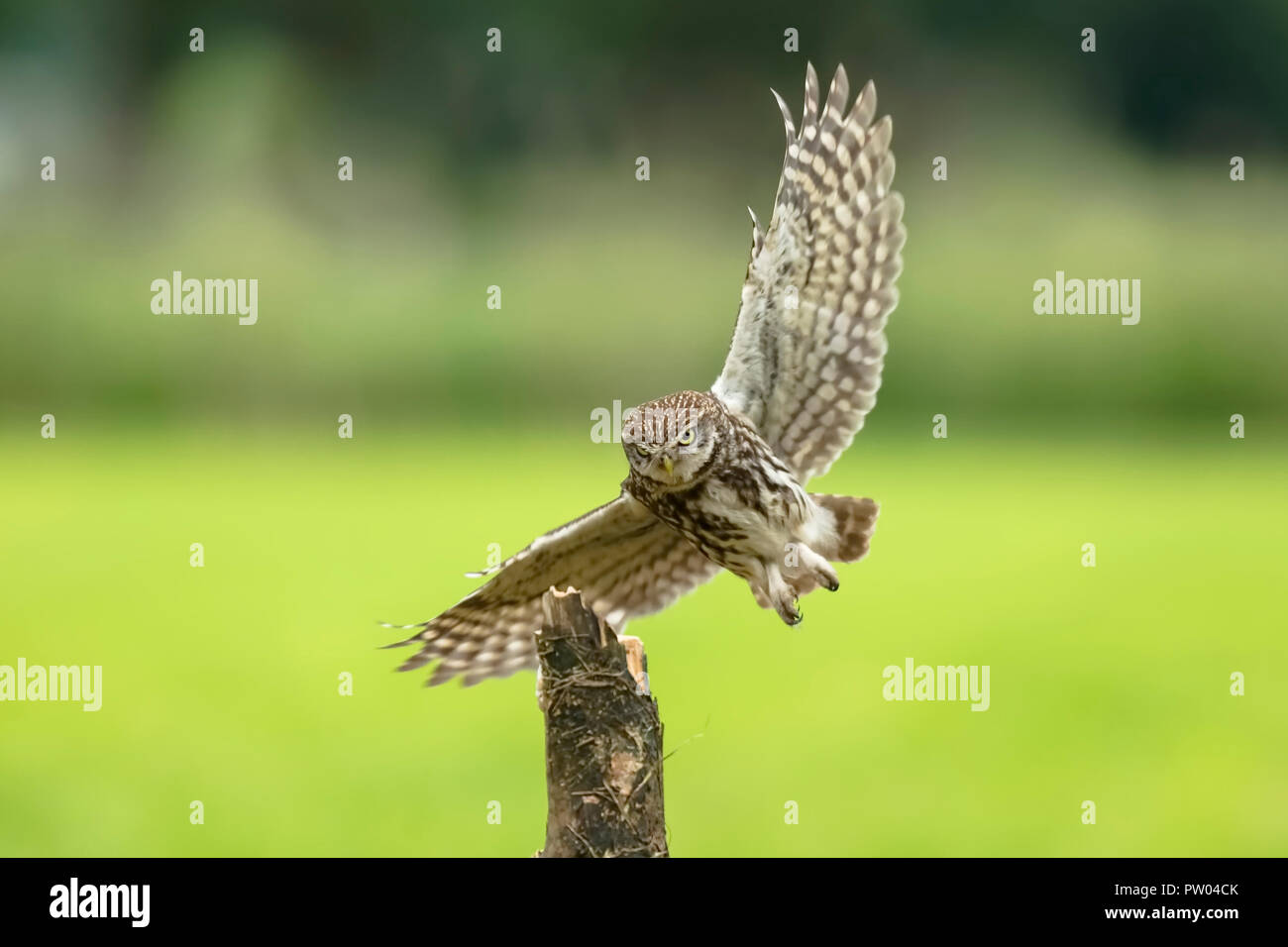 Chouette chevêche, Athene noctua, oiseau de proie en vol avec des ailes propagation pendant la chasse au-dessus de terres agricoles. Prise juste avant l'atterrissage. Banque D'Images