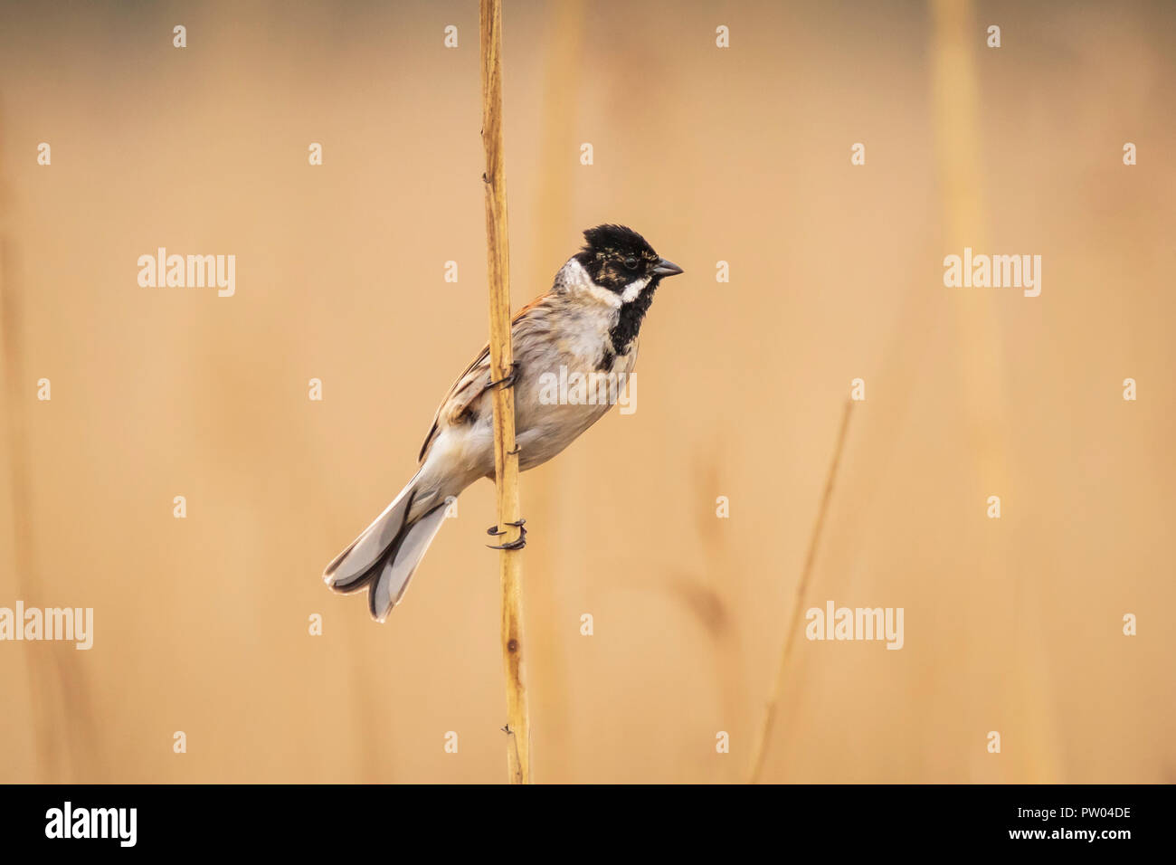 Libre de roseau commun bunting Emberiza schoeniclus oiseaux chantant une chanson sur une plume de roseau commun (Phragmites australis). Les roselières forme en raison d'une forte win Banque D'Images