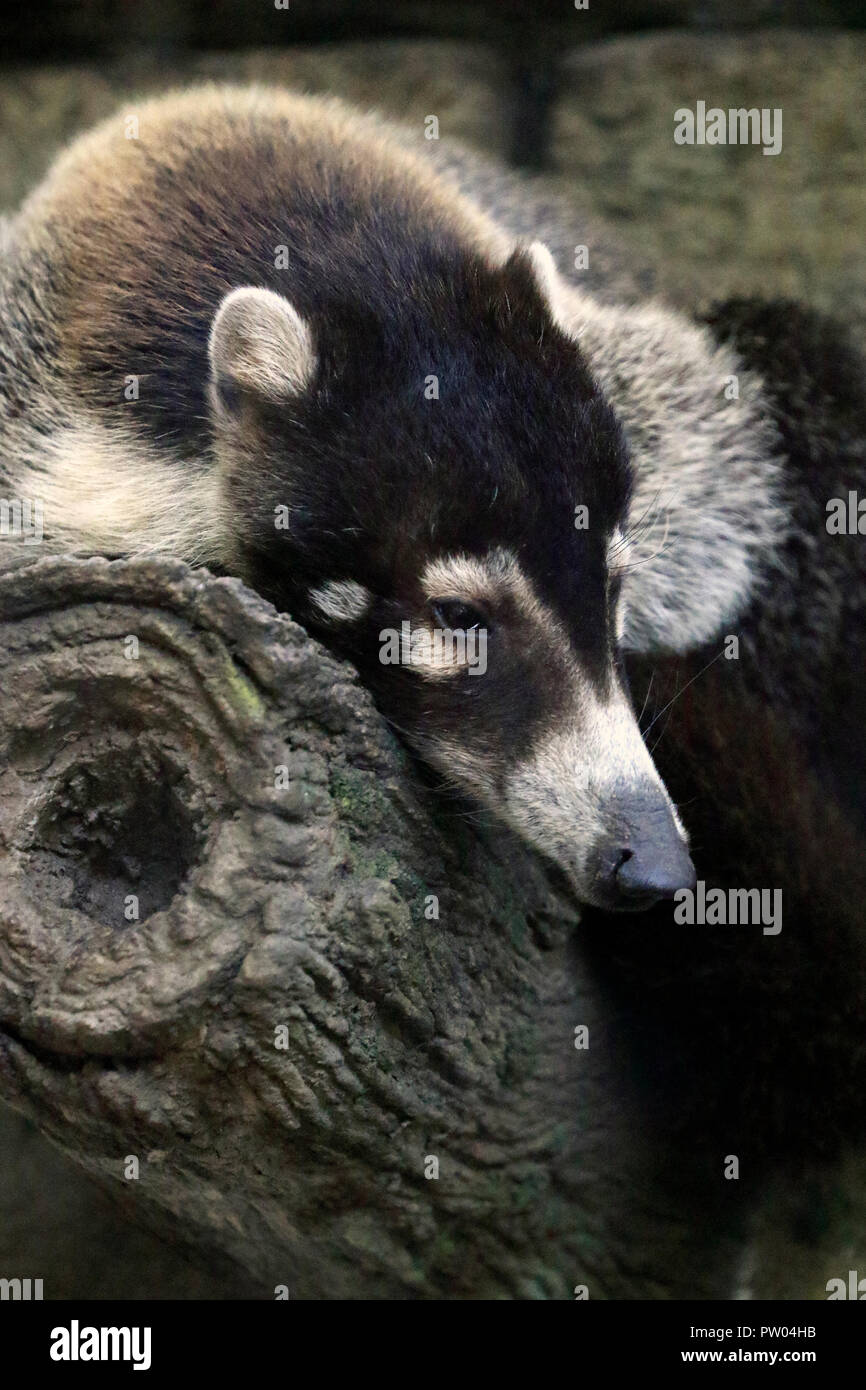 A White-nosed coati, Nasua narica Banque D'Images