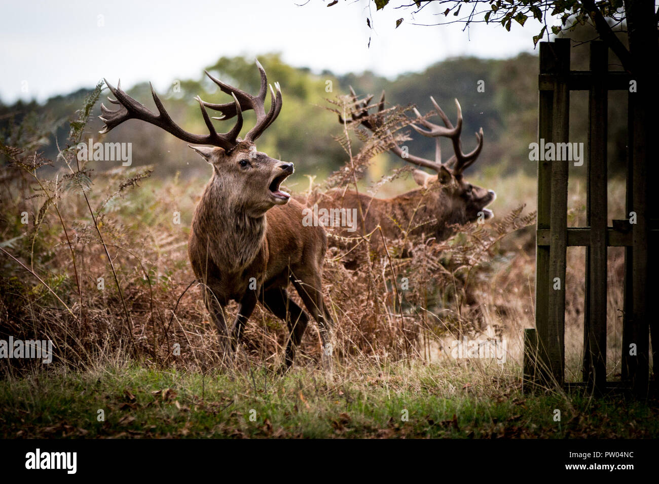Deer Bushy Park Banque D'Images