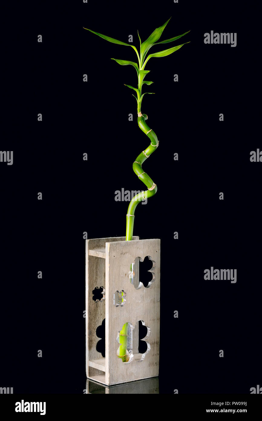 Ecology concept image avec manette en vase en bois de bambou sur fond noir Banque D'Images