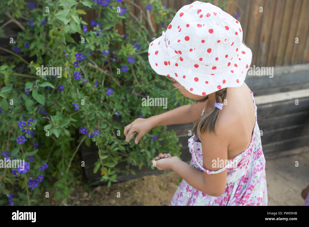 Young Girl Picking Flowers. Banque D'Images