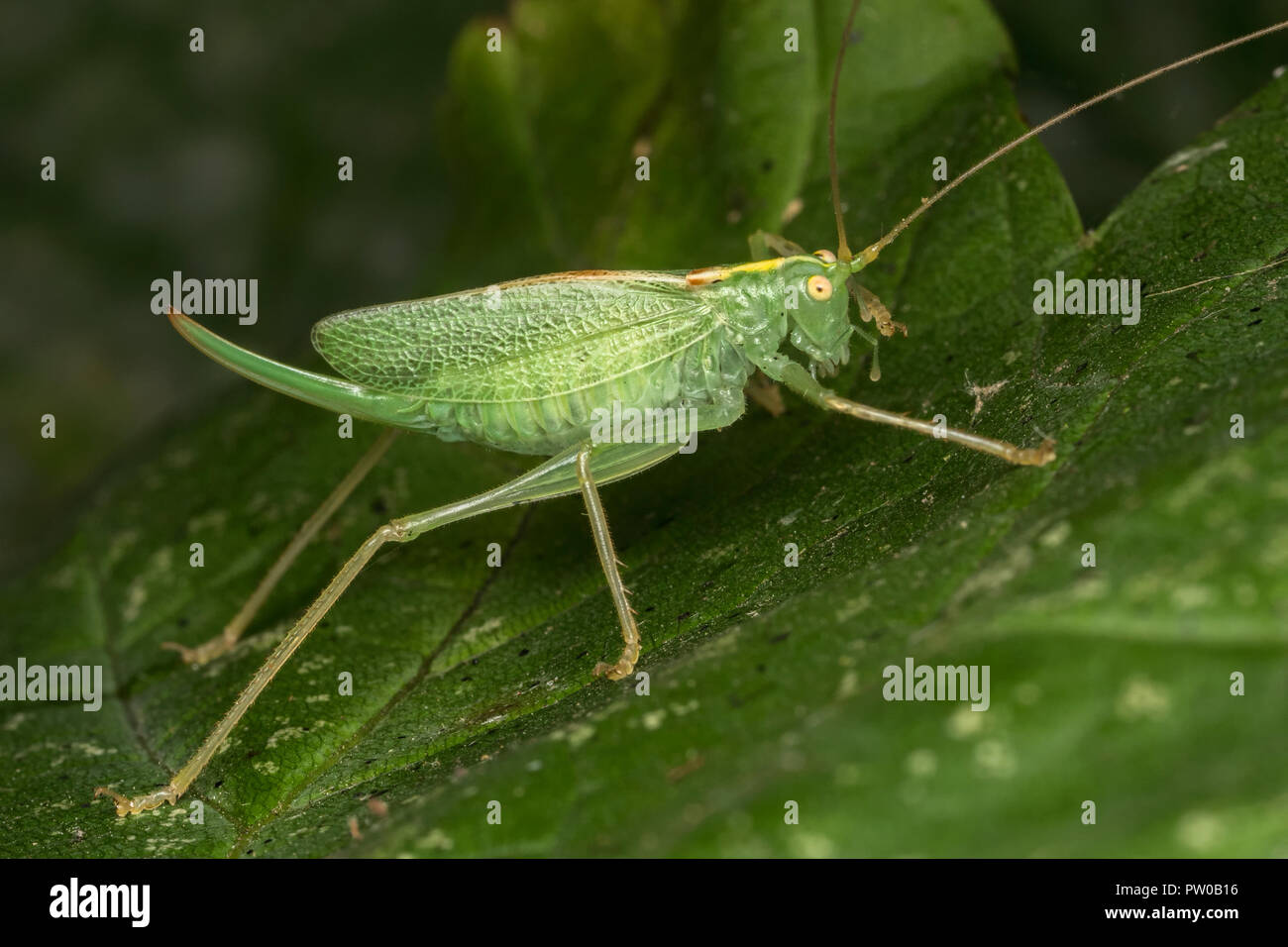 Oak Bush-cricket Meconema thalassinum (femelle) reposant sur des feuilles de platane. Tipperary, Irlande Banque D'Images