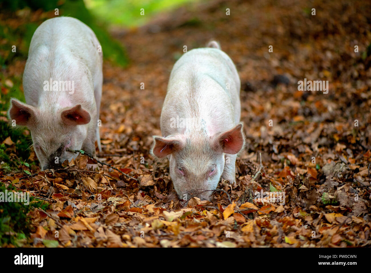 Les porcs en liberté dans le parc national New Forest de manger les glands qui sont toxiques pour la New Forest Ponies - pannage Banque D'Images