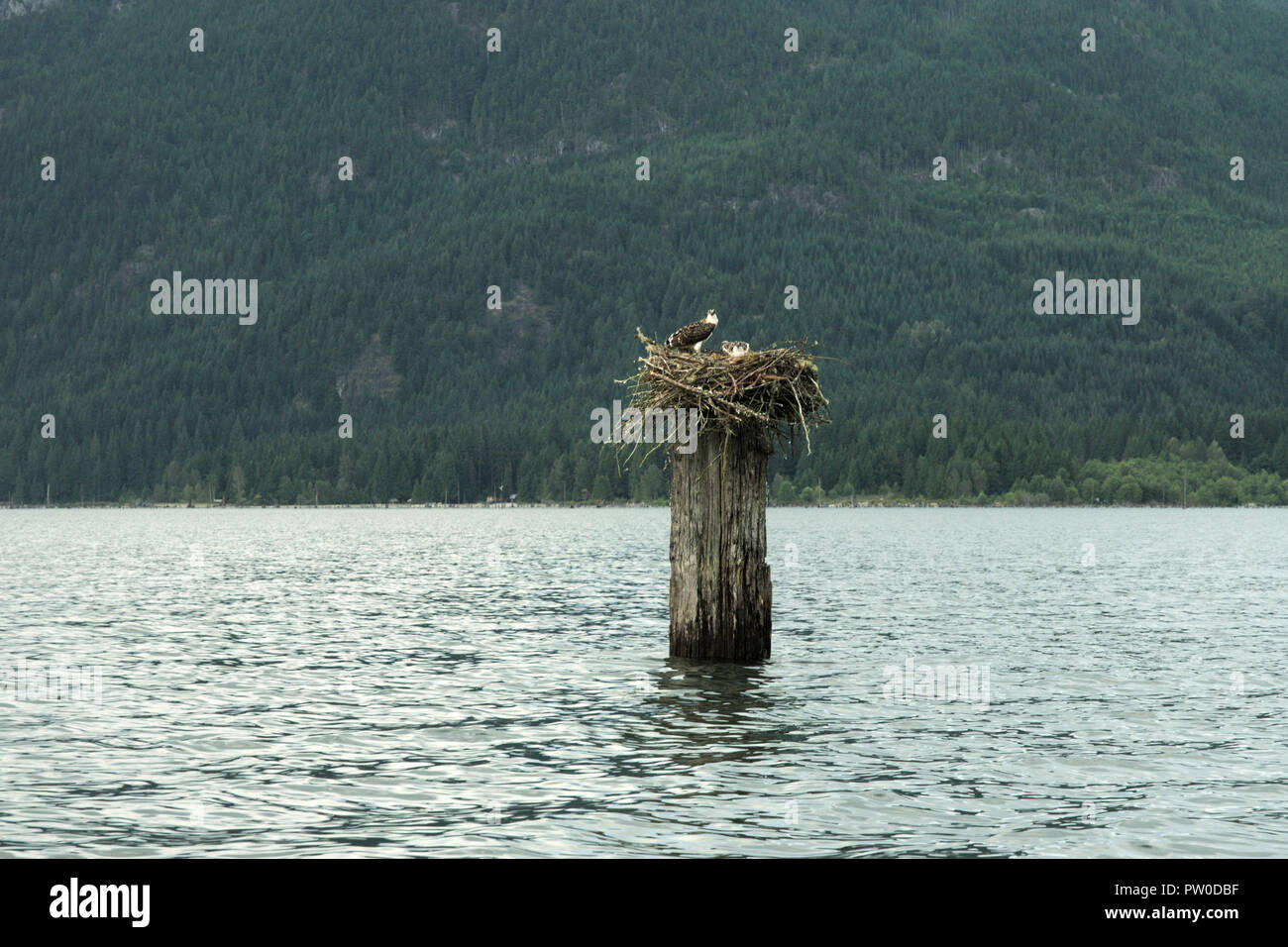 Jeunes faucons dans leur nid sur le lac Stave, Mission, Colombie-Britannique, Canada Banque D'Images