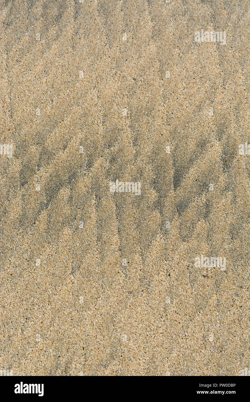 Marques d'ondulation à marée basse / crêtes fluviales dans le sable humide de la plage. Concept de modèles de flux de type Mars. Pour l'étude stratigraphique. Banque D'Images