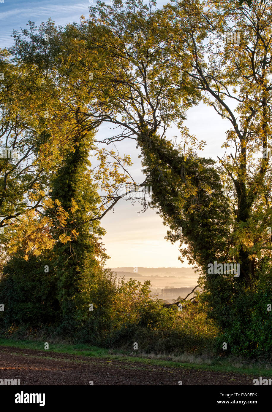 Tôt le matin, la lumière du soleil qui l'automne à travers une haie dans la campagne des Cotswolds. Arles, France Banque D'Images