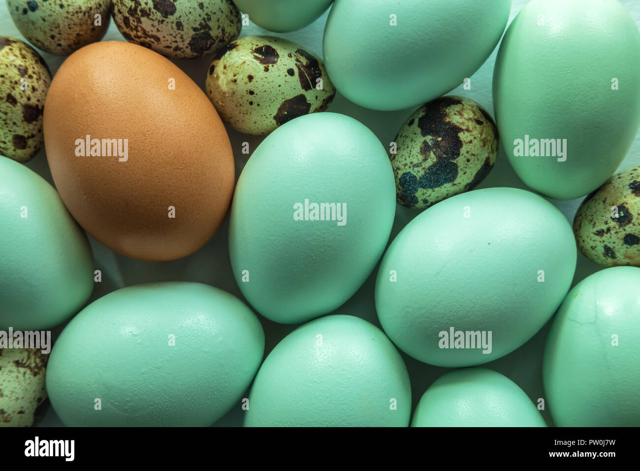 Des œufs d'oiseaux de jeu Banque D'Images