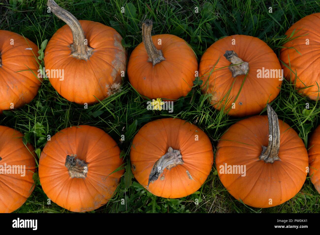 Les citrouilles ! Les citrouilles ! Oh mon ! Banque D'Images