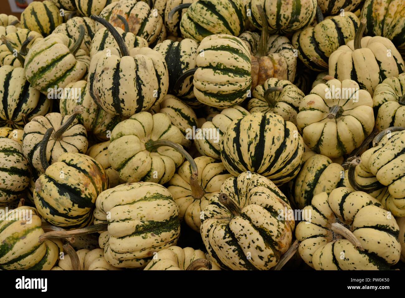 Courge Sweet Dumpling Banque D'Images