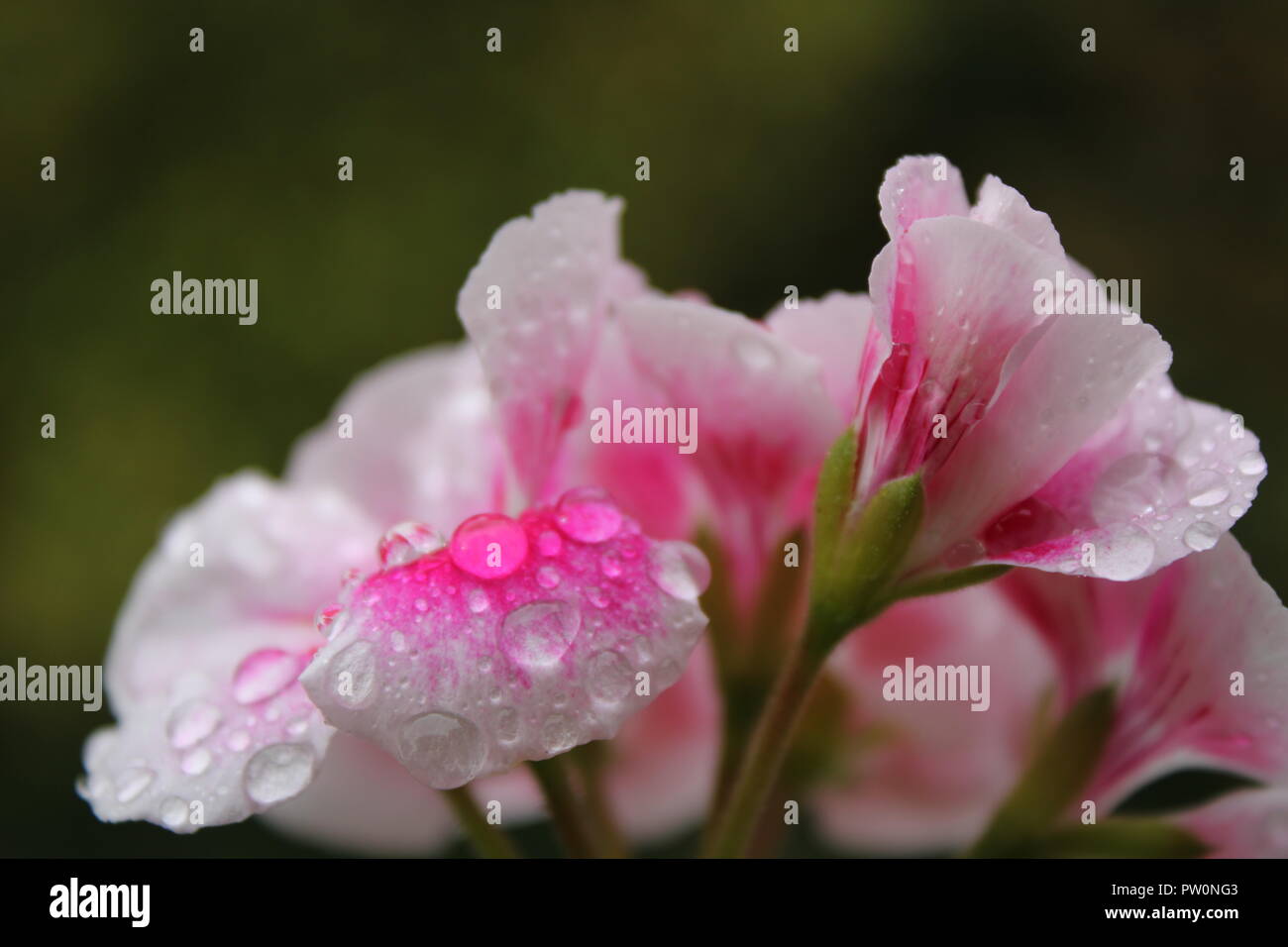 Fleur de géranium rose sous la pluie Photo Stock - Alamy