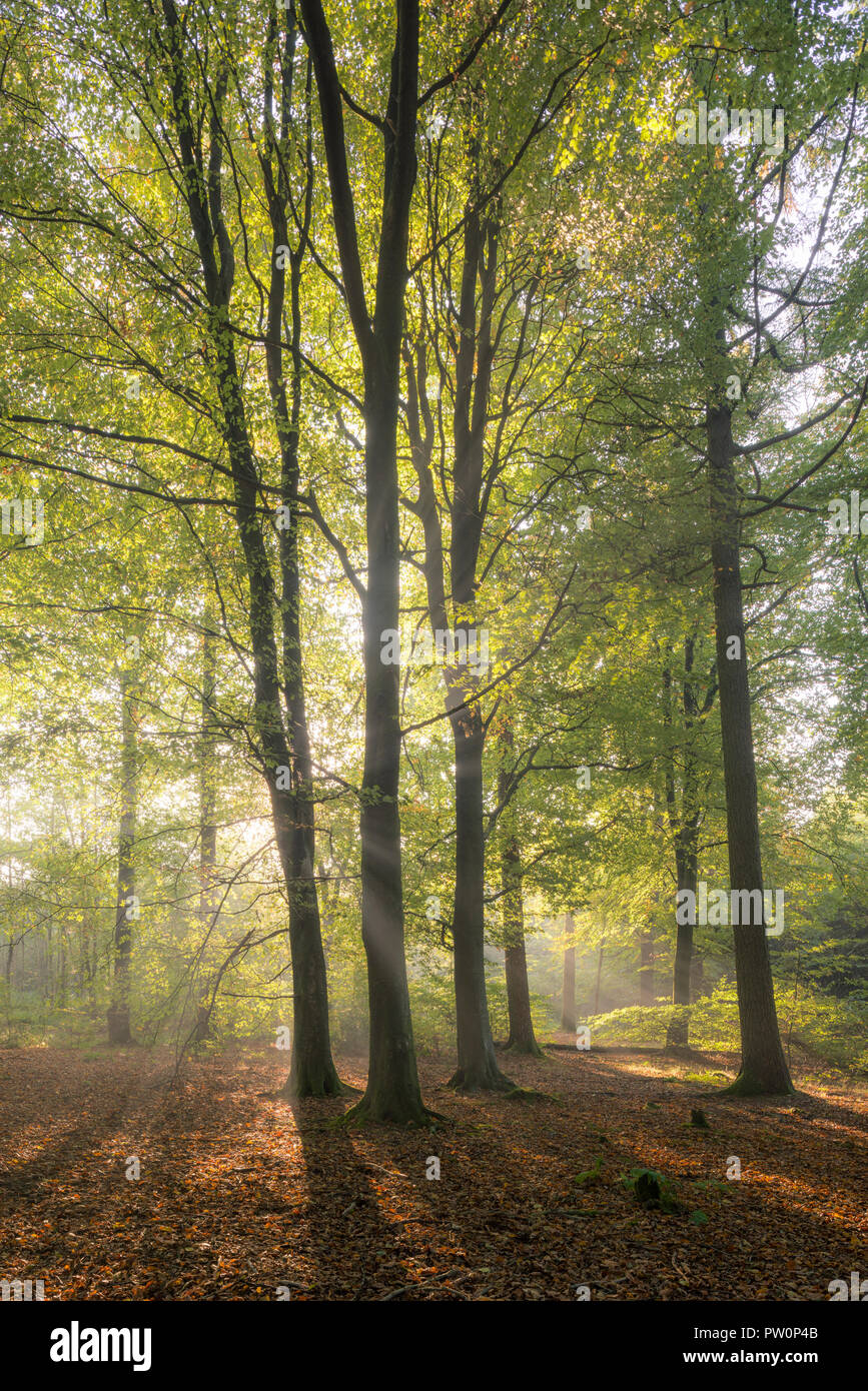 Brume matinale dans une forêt de hêtres. Stockhill Wood, Mendip Hills National Landscape, Somerset, Angleterre. Banque D'Images