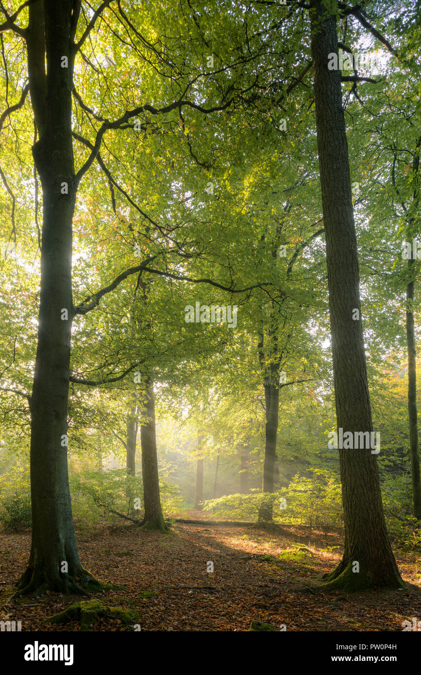 Brume matinale dans une forêt de hêtres. Stockhill Wood, Mendip Hills National Landscape, Somerset, Angleterre. Banque D'Images