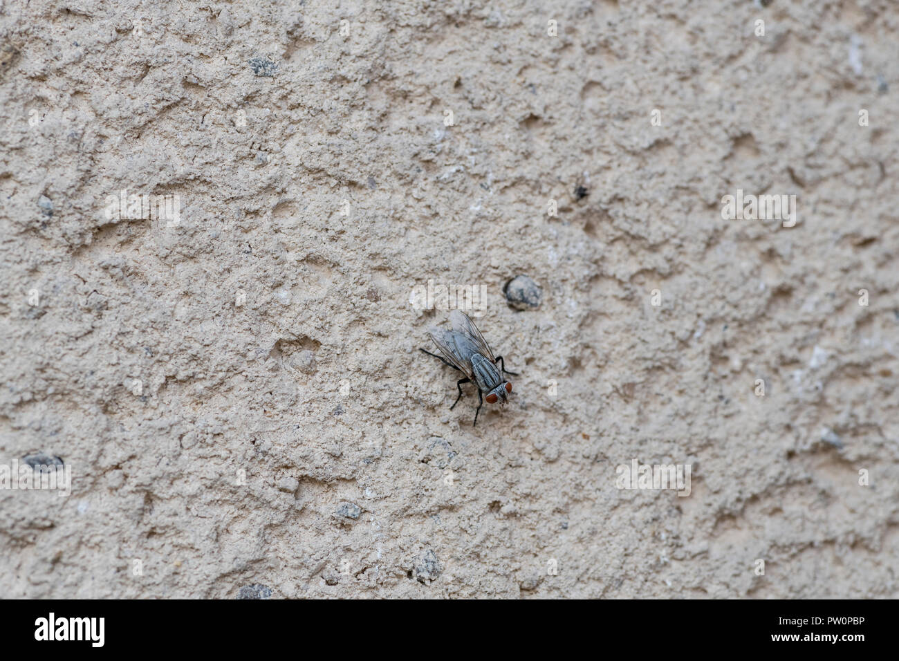 Une mouche dépouillée noire et blanche avec de grands yeux rouges reposant sur le mur extérieur d'une maison, insecte trouvé au moyen-Orient Banque D'Images