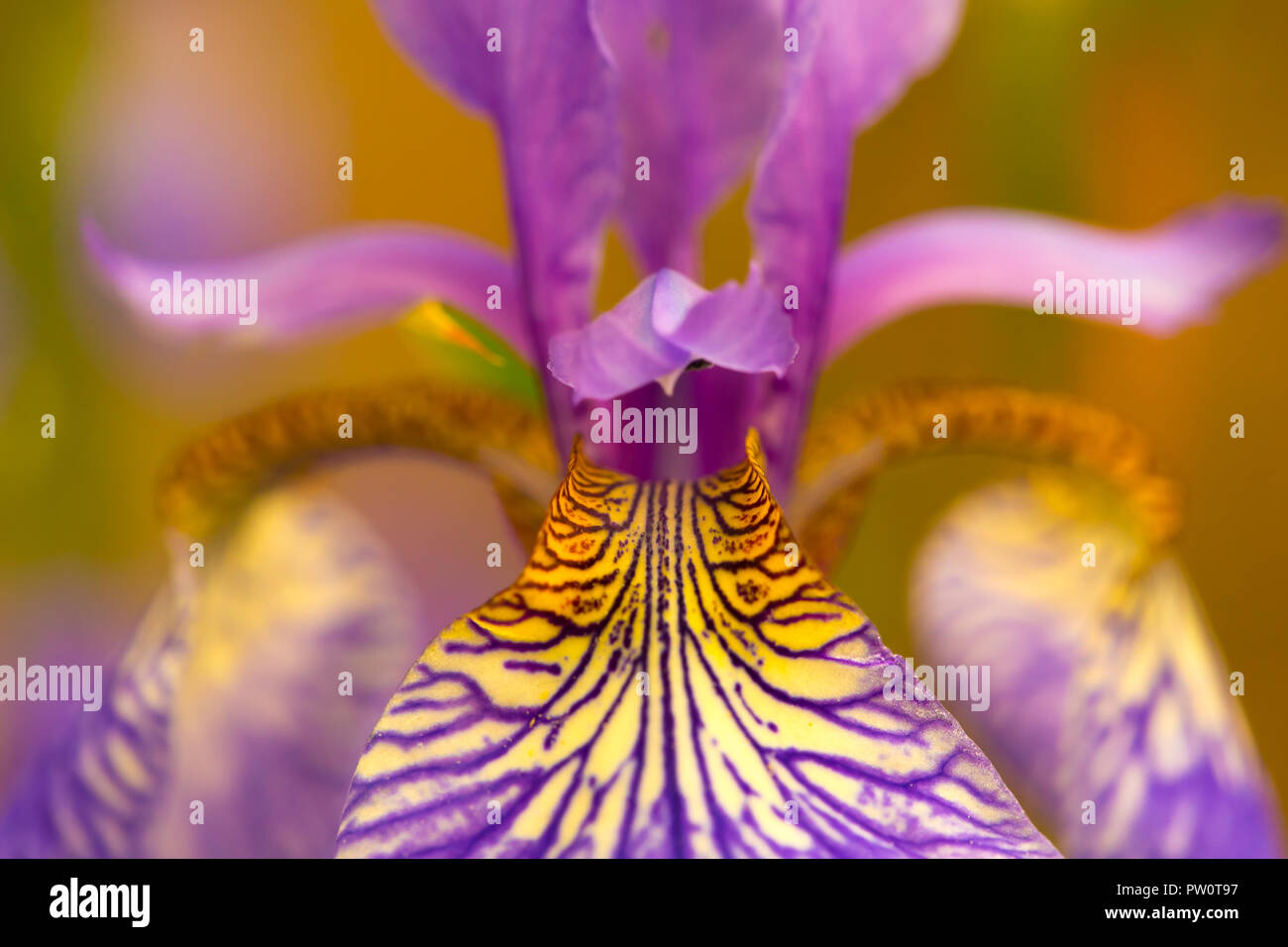 Gros plan détaillé (macro-photographie) d'un pétale de fleur à iris de couleur lilas variegé. Banque D'Images