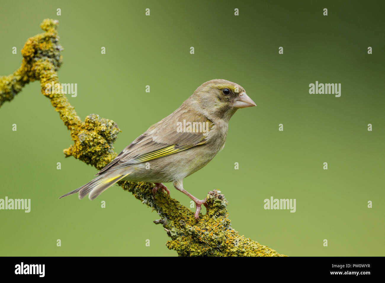 Verdier femelle, nom latin Carduelis chloris, perché sur une branche couverte de lichen sur fond vert Banque D'Images