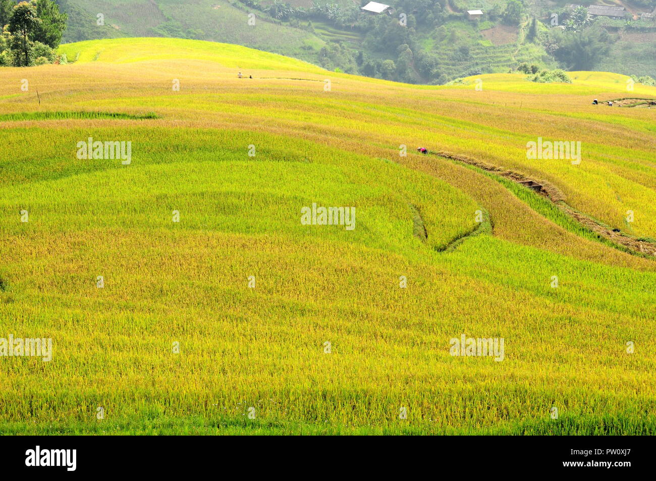 Terrasses de riz Mu Cang Chai - culture. Merveilles, Pacifique Banque D'Images