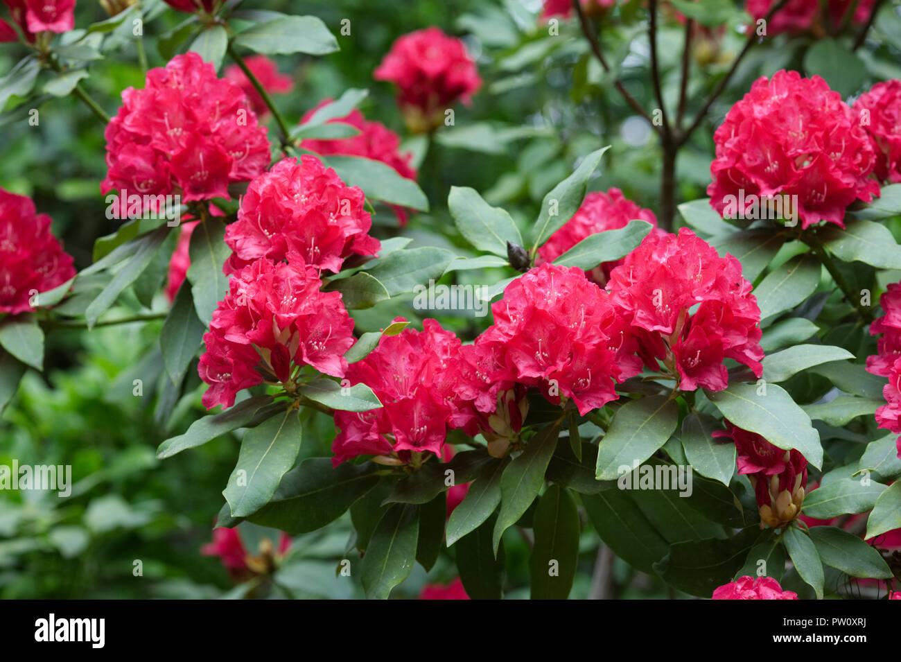 Rhododendron 'Madame de Bruin' fleurs. Banque D'Images