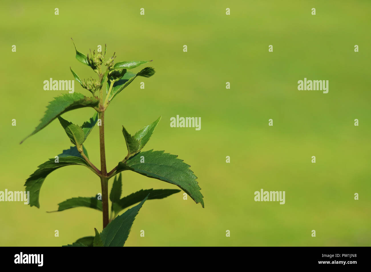 Les jeunes feuilles des arbres fermé jusqu'à la lumière du soleil avec de l'herbe verte domaine dynamique flou en arrière-plan Banque D'Images