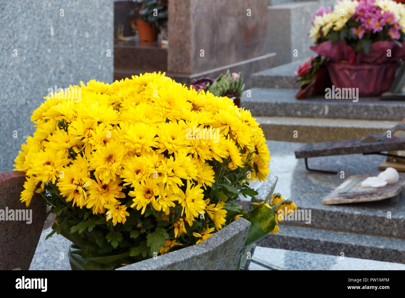 Usine de chrysanthème jaune sur une pierre tombale pour la toussaint Banque D'Images