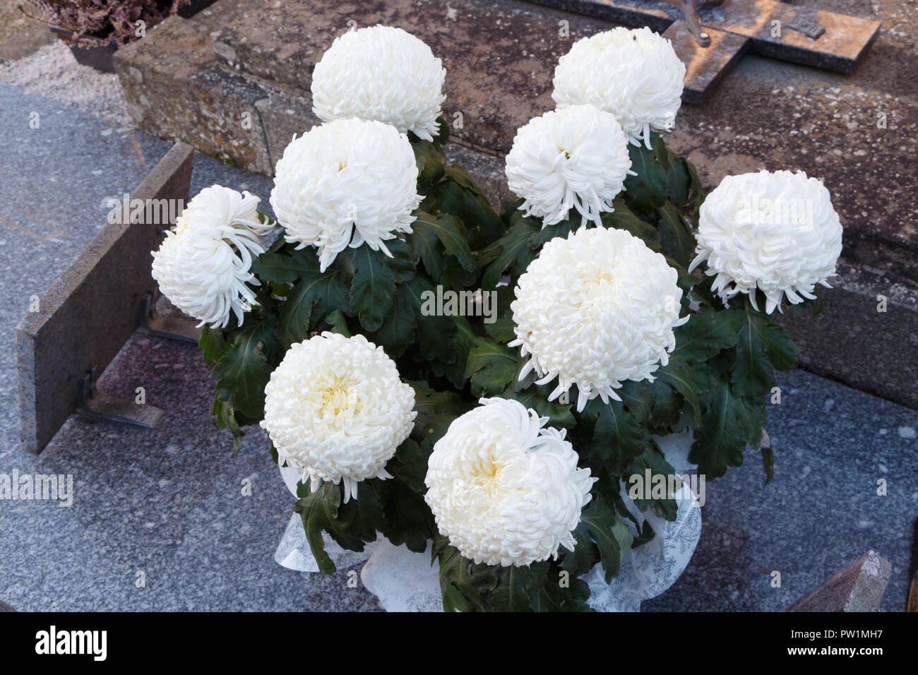 Chrysanthème blanc plante sur une pierre tombale pour la Toussaint Banque D'Images