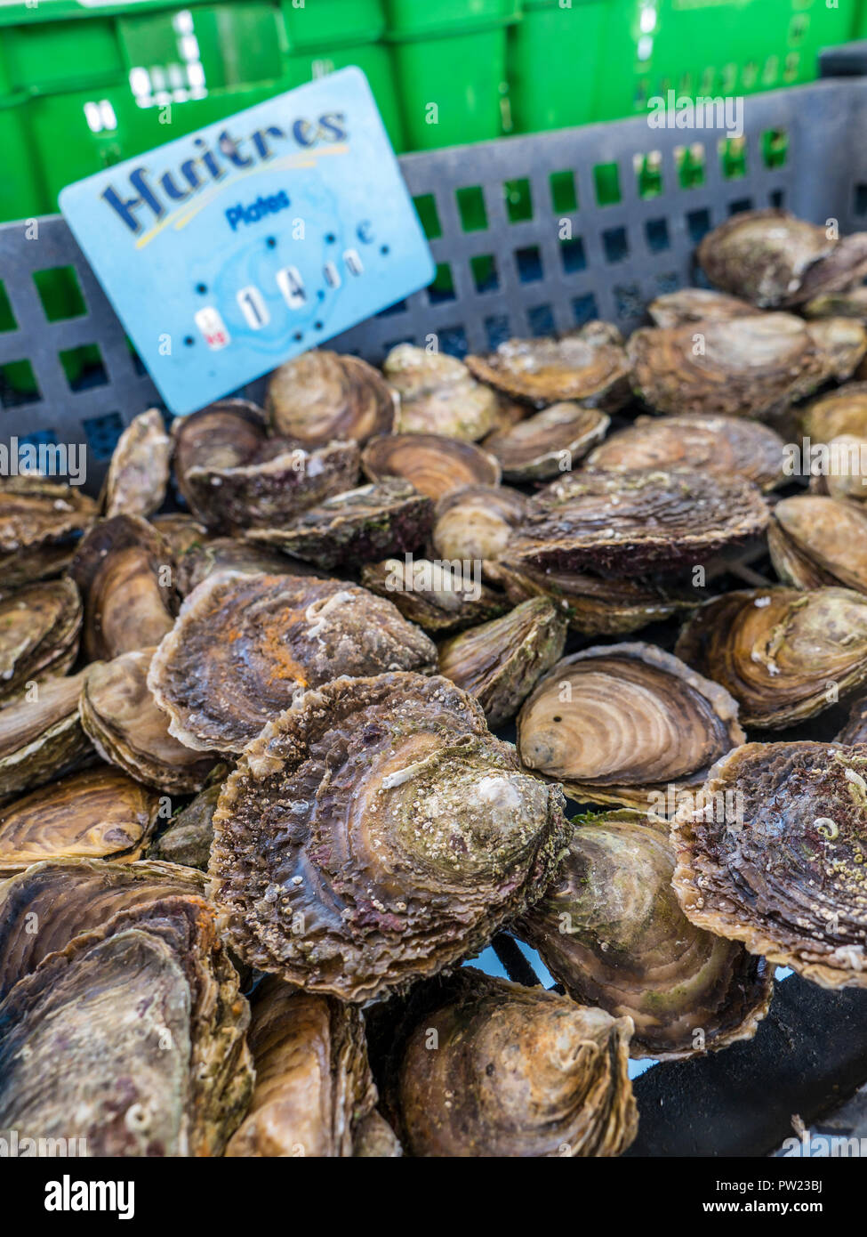 HUÎTRE Concarneau MARCHÉ AUX POISSONS BELON HUÎTRE plate BELON en vente le jour du marché sur le marché couvert des Halles Concarneau Bretagne France Banque D'Images