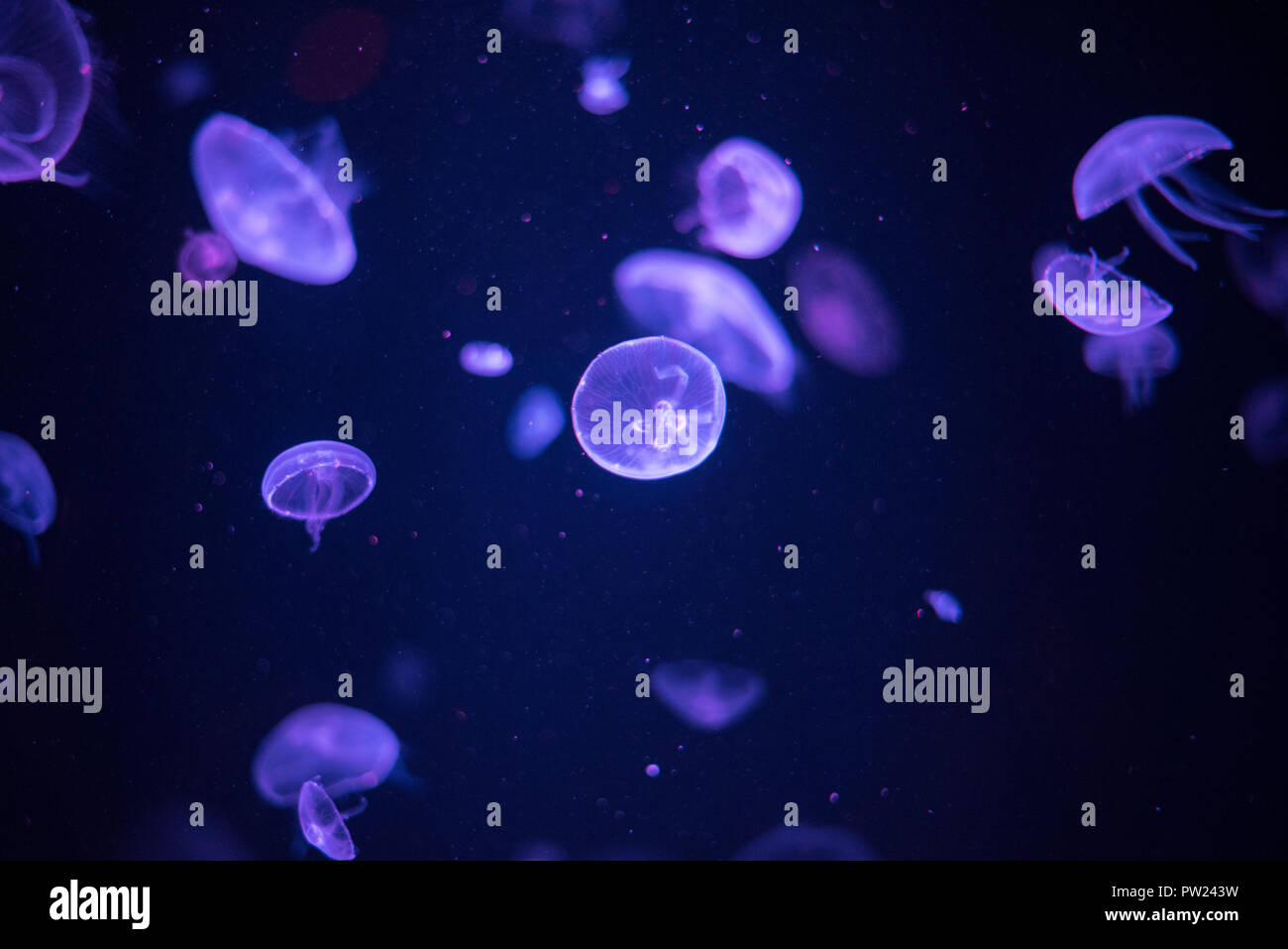 Dans l'aquarium de méduses bleues foncées avec de nombreux autres gelées flottant sur l'arrière-plan Banque D'Images