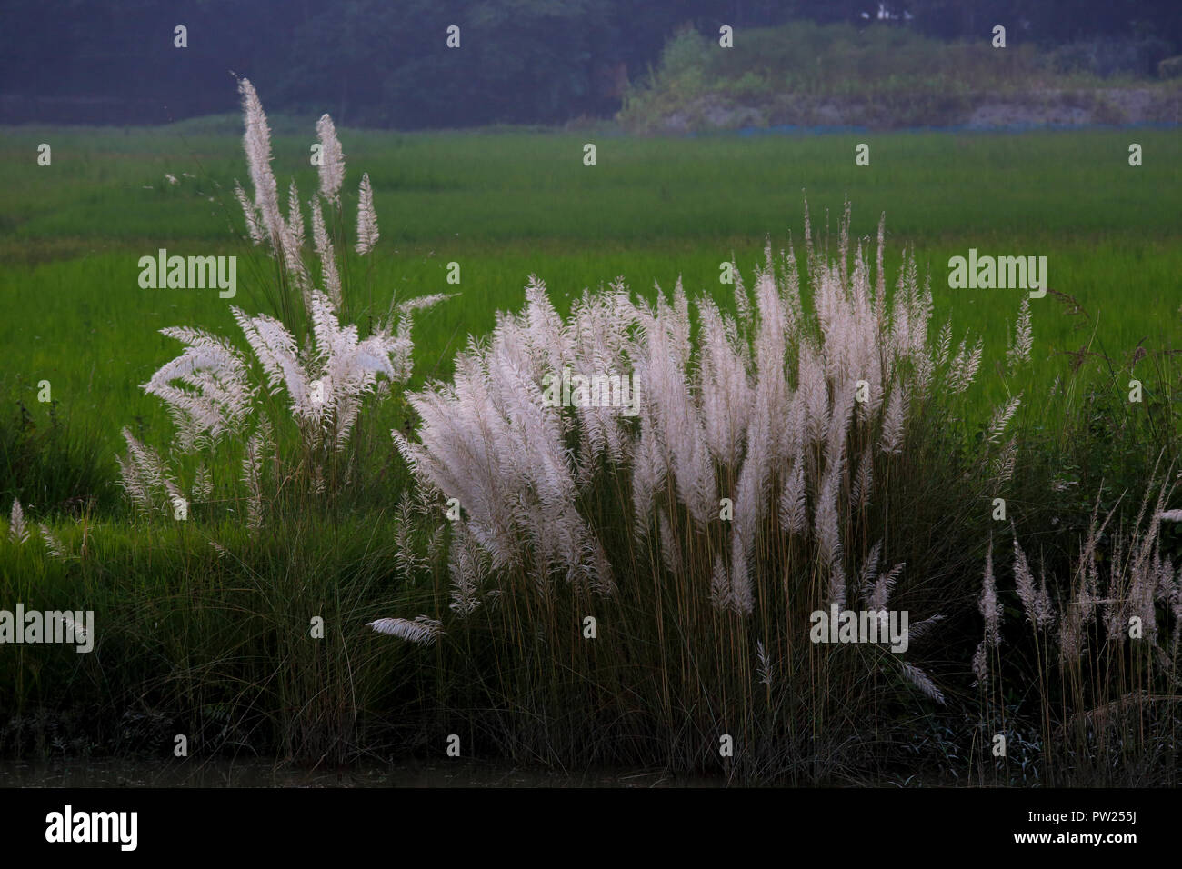 Chatons (Kashphool) en automne. Dhaka, Bangladesh Banque D'Images