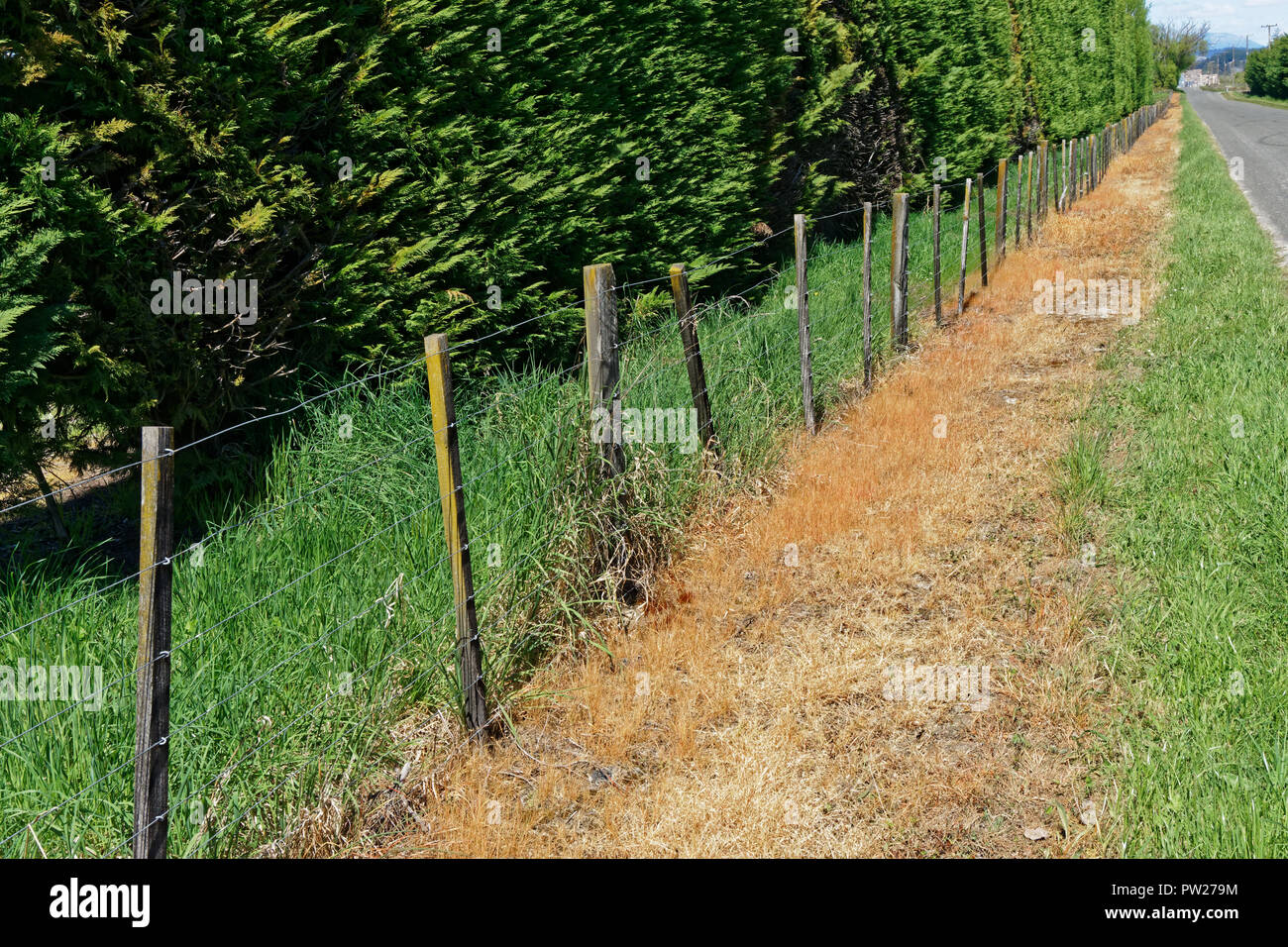 L'utilisation d'herbicides sur un bord de la route de la Nouvelle-Zélande et de clôture. La Nouvelle-Zélande a une histoire d'amour avec l'herbicide. Banque D'Images