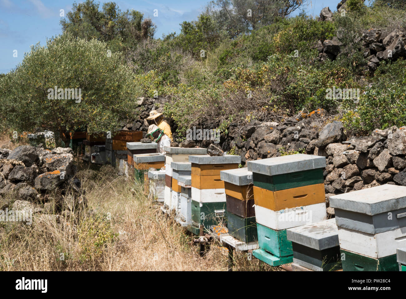 Inspecter les apiculteurs miel combs Banque D'Images