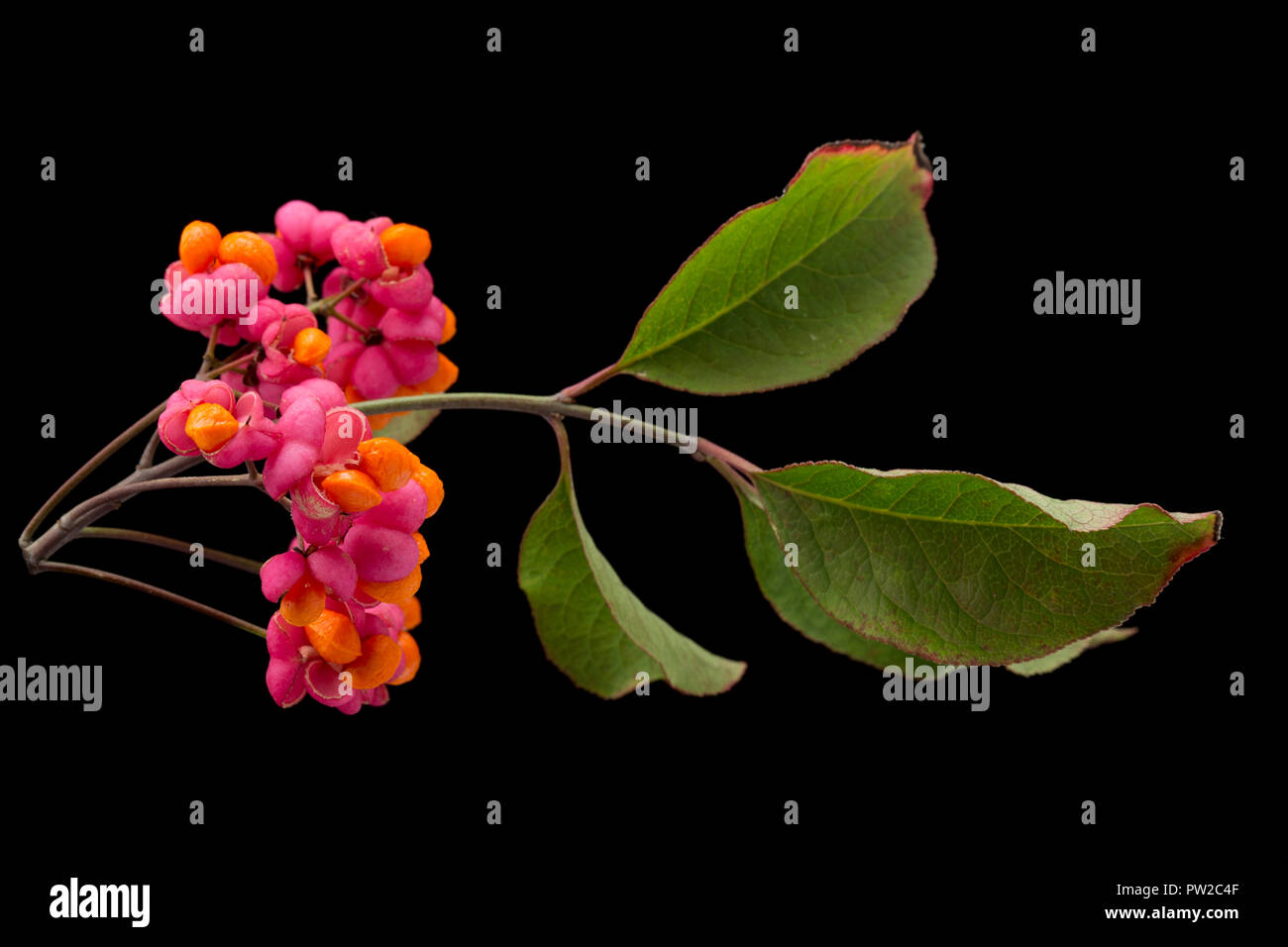 Les fruits et les graines de l'arbre de fusée, Euonymus europaeus, photographiés en studio sur un fond noir. Nord du Dorset England UK GB. Banque D'Images