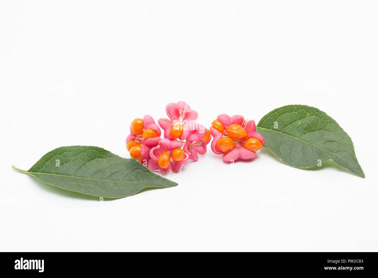 Les fruits et les graines de l'arbre de fusée, Euonymus europaeus, photographiés en studio sur un fond blanc. Nord du Dorset England UK GB. Banque D'Images