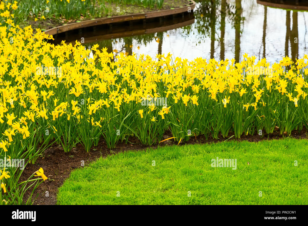 Parterre de fleurs avec jaune jonquille au printemps en fleurs jardin et  vue sur la rivière Photo Stock - Alamy
