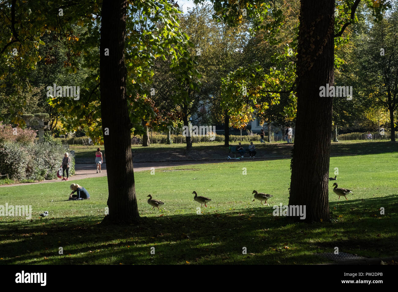 Les oies traversent la pelouse du Parc de la tête d'Or Banque D'Images