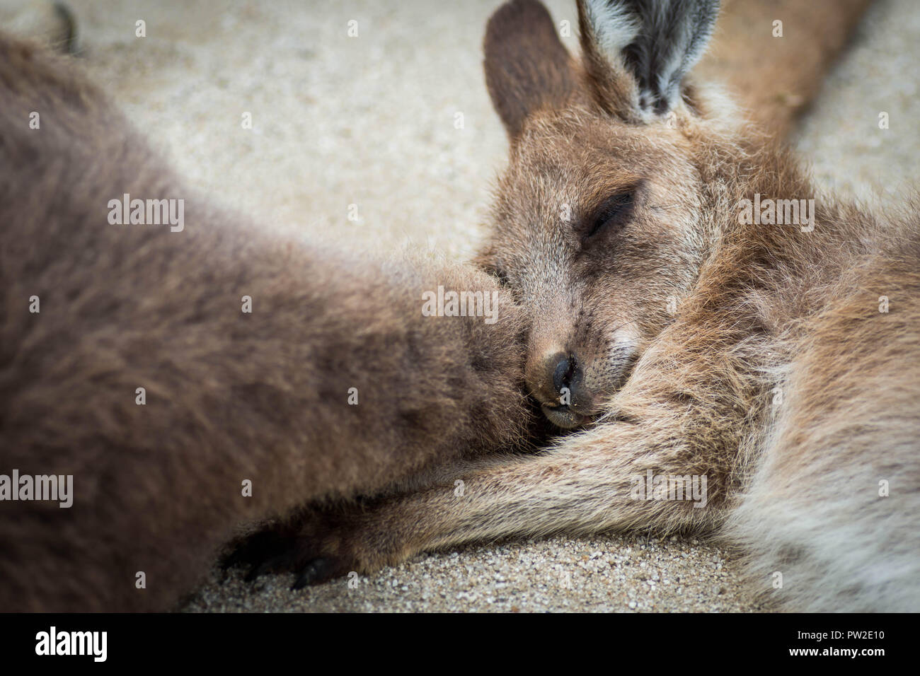 Un mignon et petit bébé dort ou Kangourou Kangourou mama sur la queue. Banque D'Images