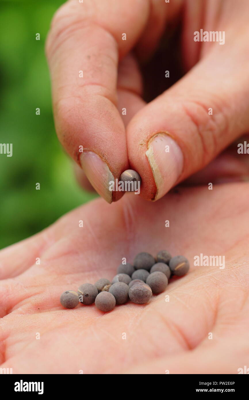 Lathyrus odoratus. Sweet pea seed 'Spencer' variété dans une main du jardinier prêts pour la plantation directement depuis le paquet, UK Banque D'Images