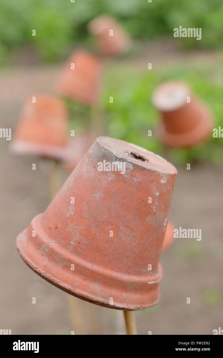 Toppers de canne. Des pots d'argile sur jardin cannes pour baliser les lits de légumes et d'éviter des blessures aux yeux quand se pencher Banque D'Images