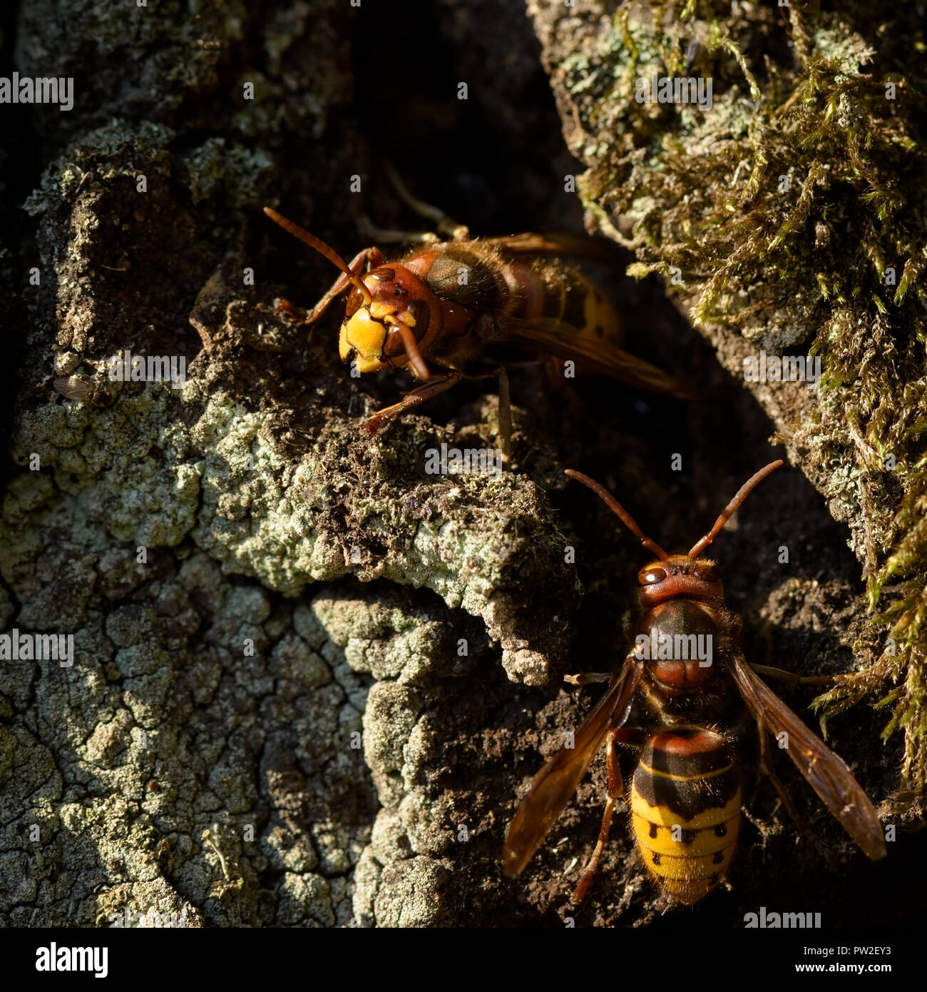 L'hornet - Vespa crabro est la plus grande guêpe eusociale originaire d'Europe Banque D'Images