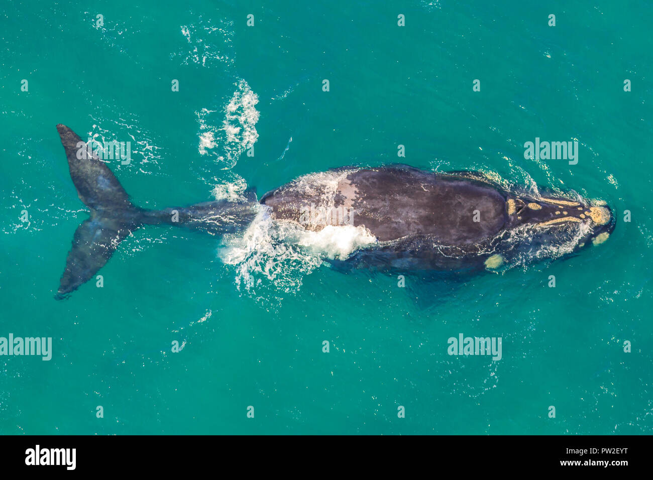 Baleines adultes devant la côte à St Lucia, Afrique du Sud, l'une des meilleures destinations Safari Tour. Vue aérienne. Au cours de la migration des baleines entre juin et novembre en saison d'hiver. Banque D'Images