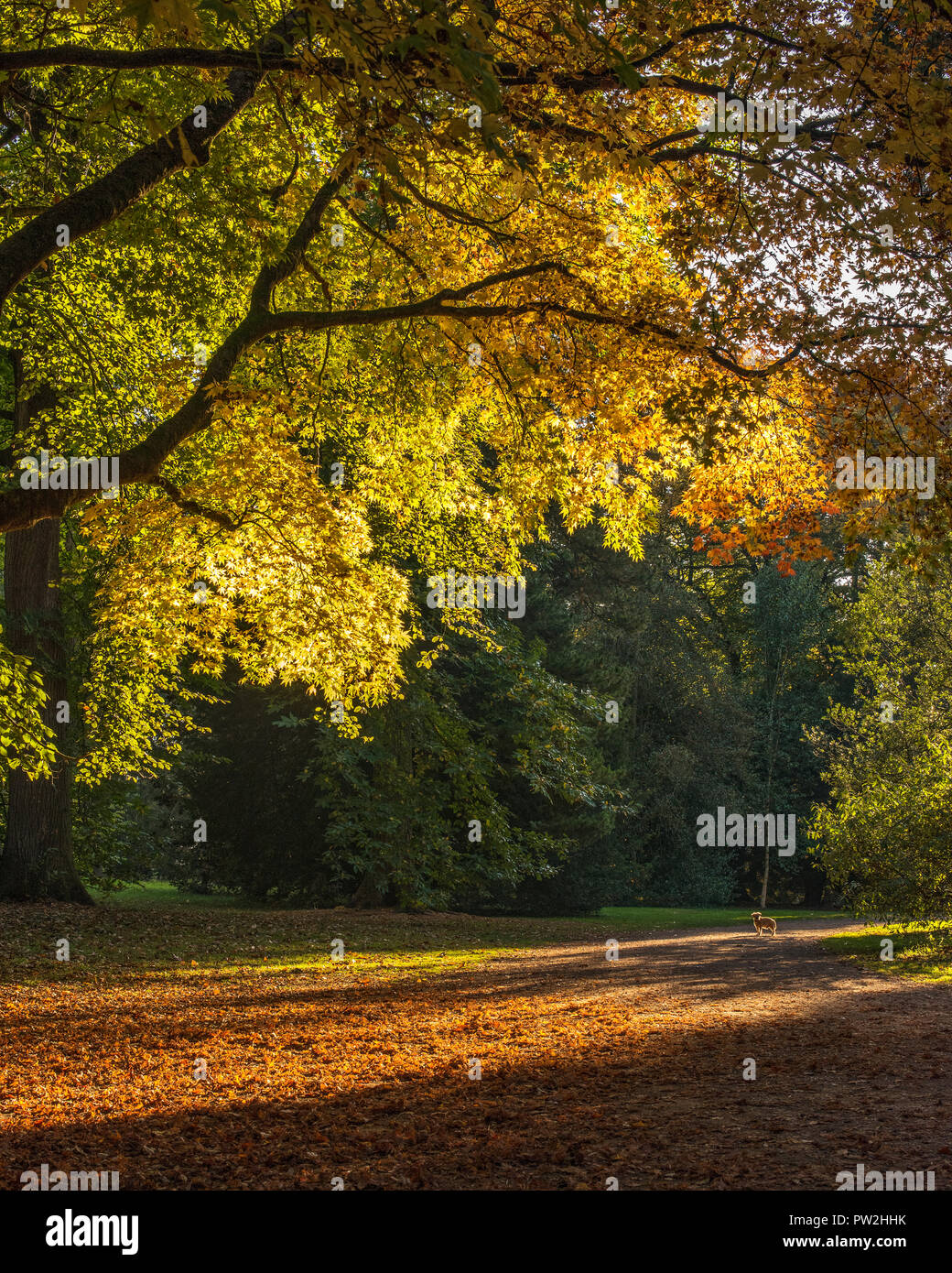 Border Terrier attend patiemment dans le soleil d'automne pour les propriétaires sur une promenade à l'Arboretum de Westonbirt, Gloucestershire. Banque D'Images
