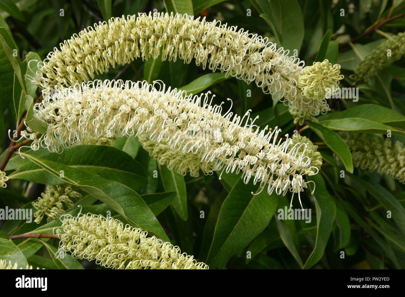 De PRÈS DE L'épis de fleurs blanches BUCKINGHAMIA CELSISSIMA ARBRE, également connu sous le nom de l'arbre, CURL IVOIRE le nord-est du Queensland, Australie Banque D'Images