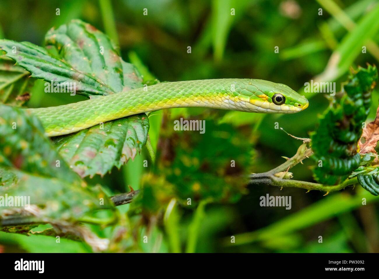 Un greensnake, également connu sous le nom de Green grass snake, ondule à travers la verdure à Yates County Park Mill à Raleigh en Caroline du Nord. Banque D'Images