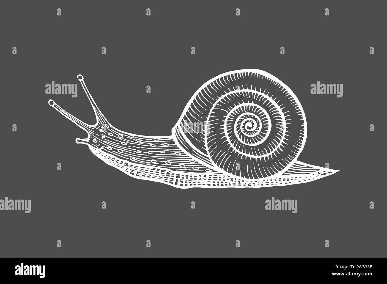 Vector illustration gravure antique de snail isolé sur fond noir Illustration de Vecteur