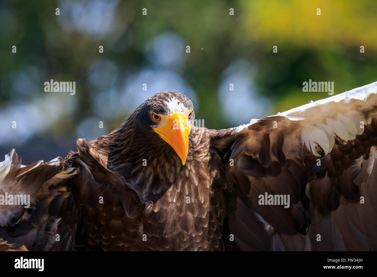 L'aigle de mer de Steller, Haliaeetus pelagicus, noir et blanc oiseau de proie en vol pendant une chasse un fond vert. Le plus grand oiseau dans le genre Hali Banque D'Images